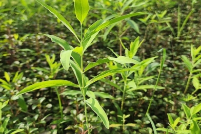 Tìm hiểu về chi Đàn hương (Santalum) – Có bao nhiêu loài Đàn hương trên thế giới?