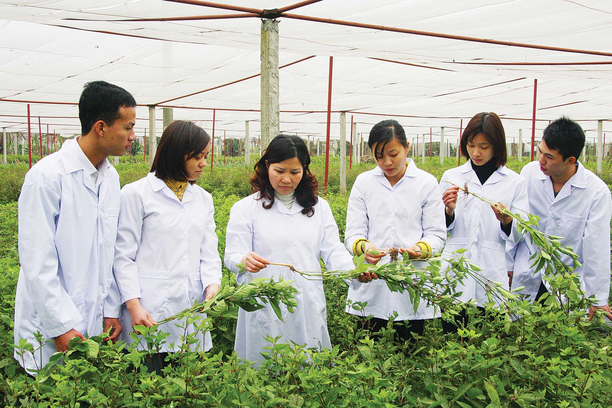 Mô hình trồng dược liệu đạt chuẩn GACP-WHO tại Việt Nam