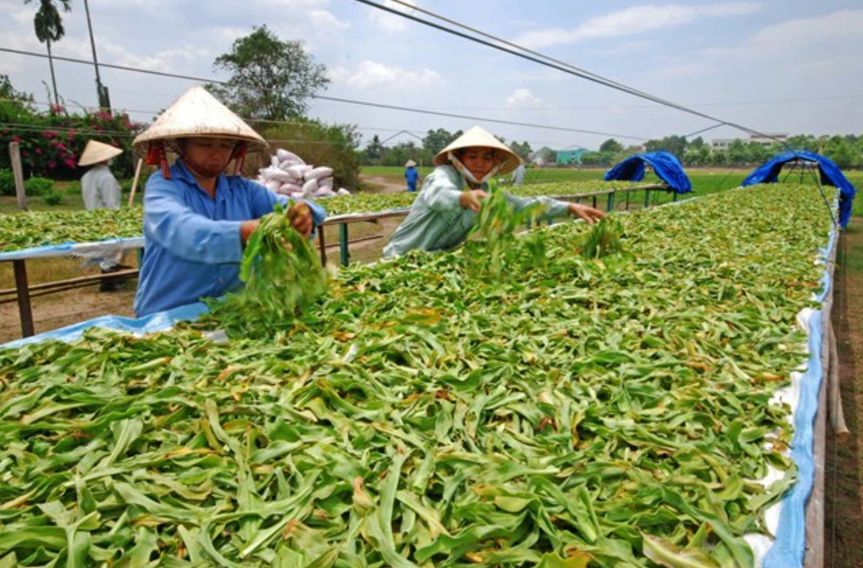 Dược liệu Việt đang chế biến thô sơ, chưa đạt tiêu chuẩn quốc tế